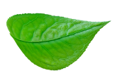leaf