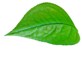 leaf2